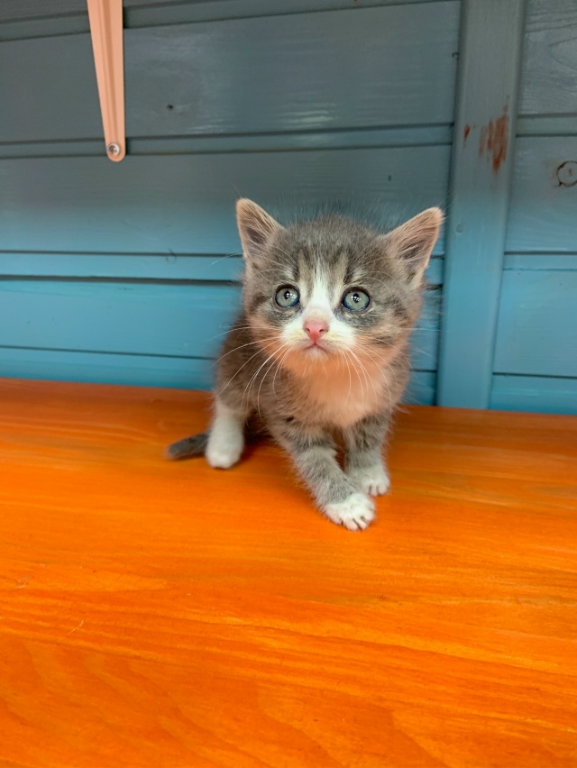 Отдаем котят в добрые руки, родились на улице. Возраст ?...