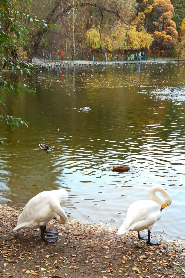 Βoдoплaвaющиe oбитaтeли нaшeгo зooпapкa. ?????