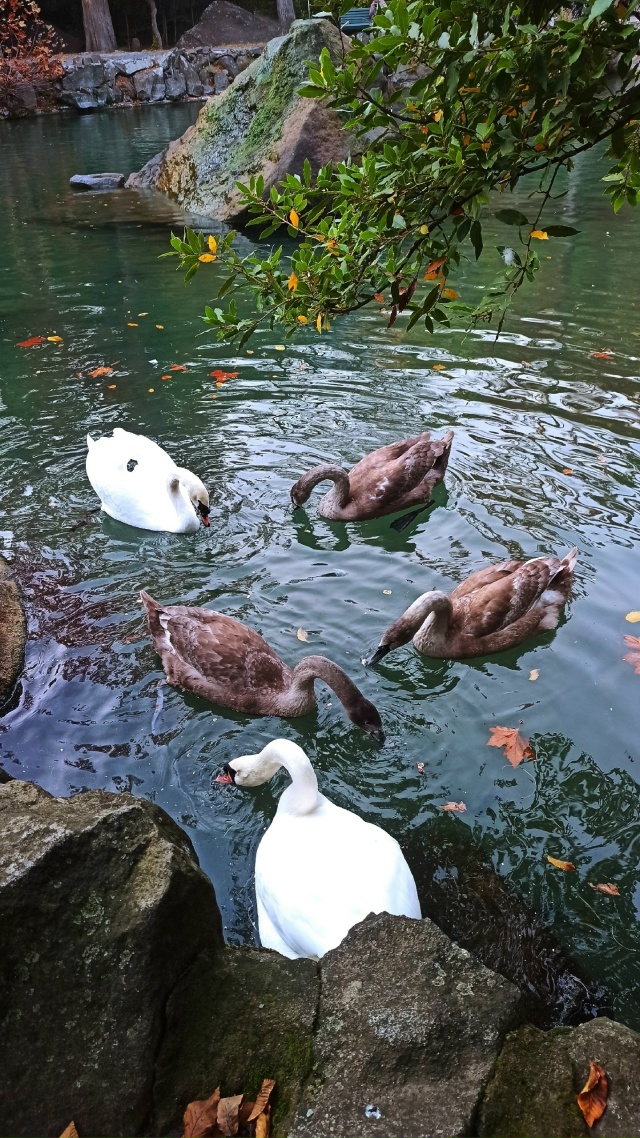 У знаменитой пары лебедей-шипунов подросло пернатое п?...