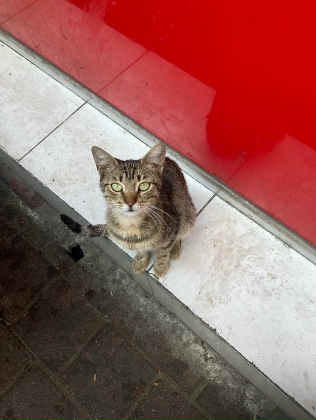 Коты района Балат. Стамбул.