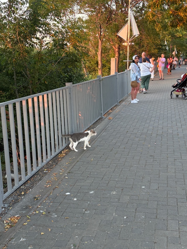 Анапские коты №3
#котоохота
