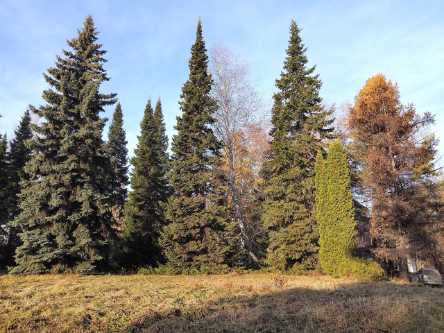 Оceнь в Акaдeмгopoдкe