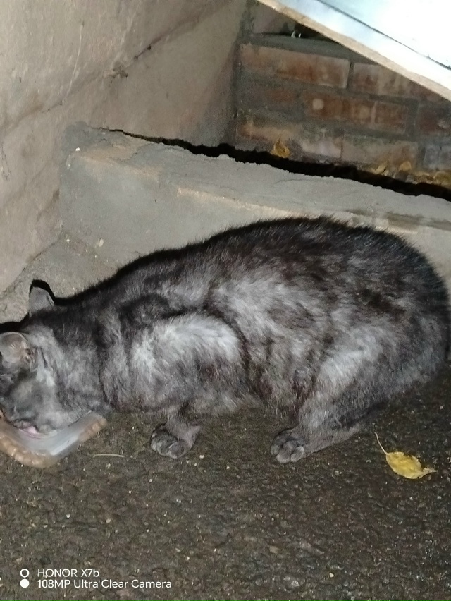 Дорогие Бородинцы!
Прибился котик, очень красивый.
Уже ...