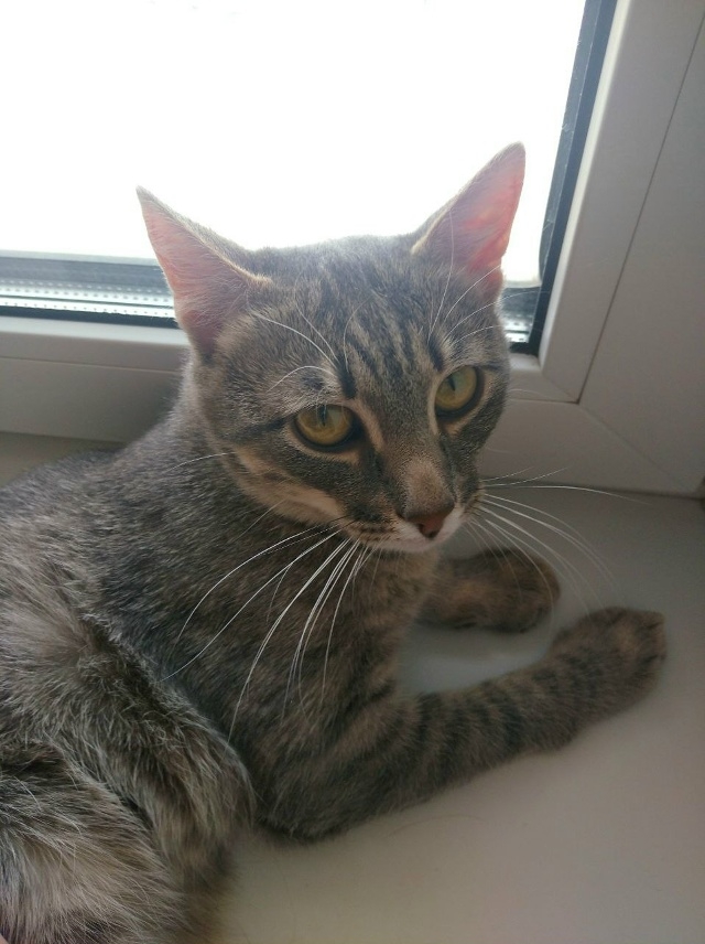 Вы верите в мИссию?💙🥺
Ощущение что этот котик прибы...