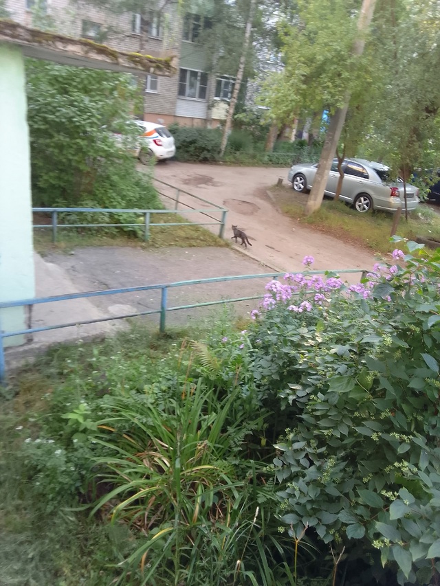 Чей-то кот ходит в Ростове Великом, Микрорайон 1 около 1...