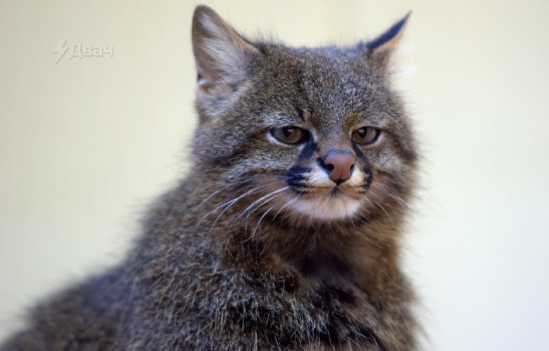 Забудьте на время о новостях и посмотрите, какая смешная мордочка у пампасской кошки