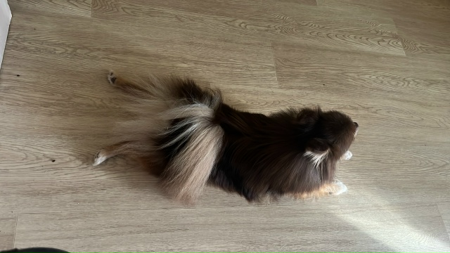 Потерялась собака