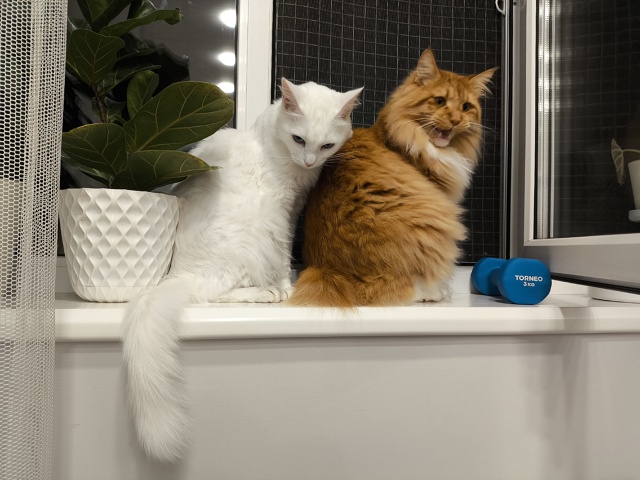 #КотянСутоевич и Цицерон сидят, пердят