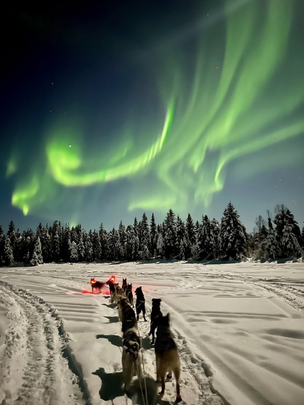 Житель Аляски снял самое красивое видео месяца — ночную поездку на собачьей упряжке под северным сия