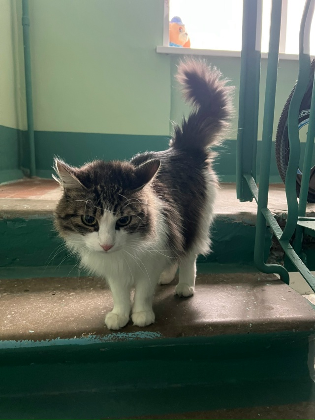 Молодежный проезд 5. На верхних этажах (6-8) бегает кот. В?...