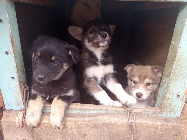 Разбирай милоту родились 5 августа мама хаски папа лай...