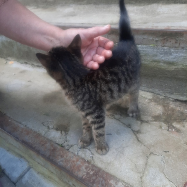 Спасите котенка🙏🆘️🆘️
ИЩЕТ ДОМИК 🏡🆘️🥺🥺🆘️
Ма...