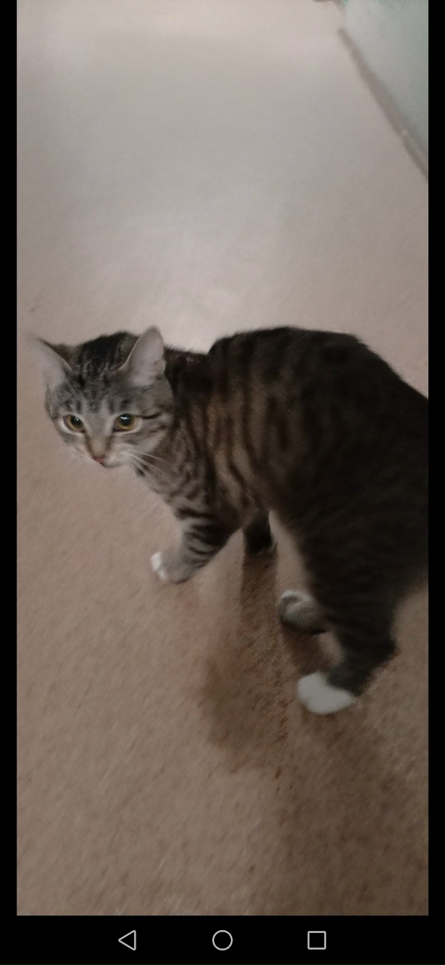 Найдена кошечка в 4 мкр. Ухоженная, чистая, видно что до?...