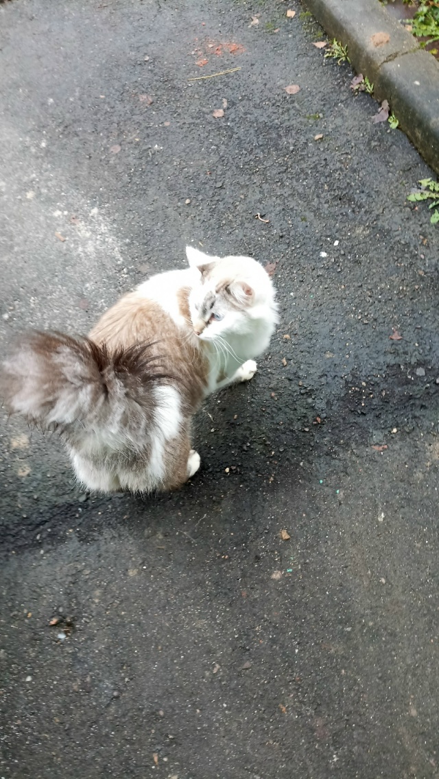 Чья потеряшка? Очень красивый пушистик с ошейником.Ран...