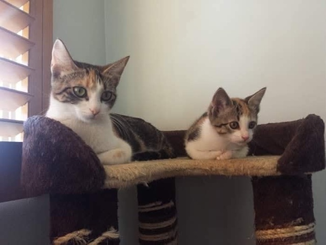 Коты и кошки и их мини-копии)❤