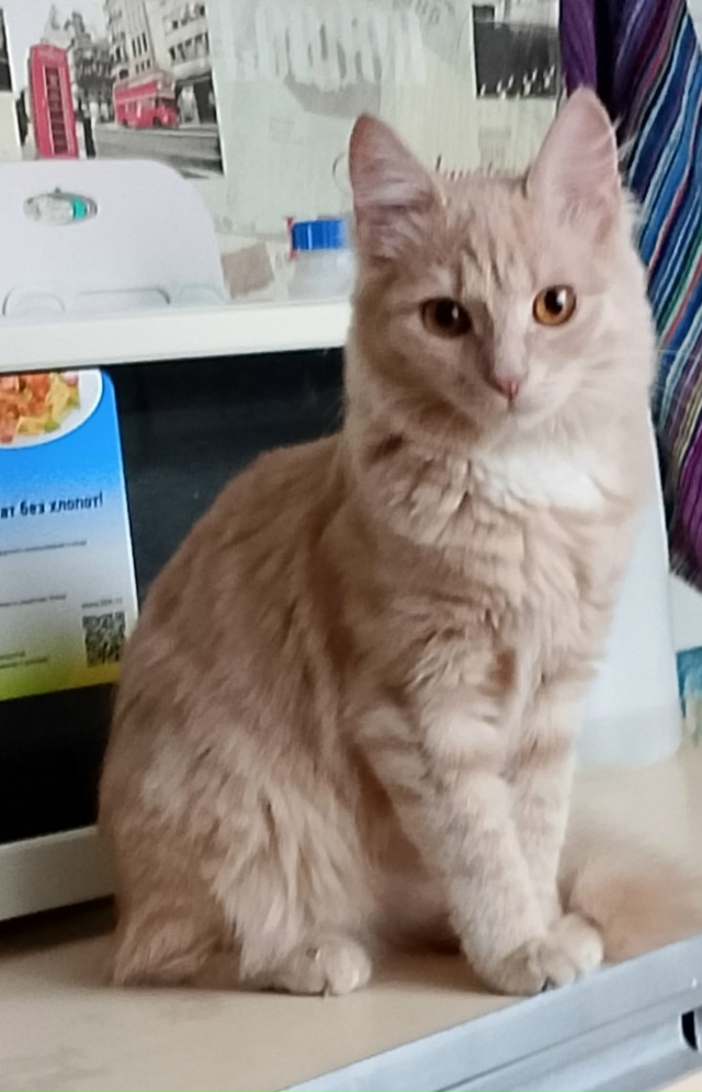 Пропала кошка на кв-л Ломоносова!На шее черный ошейник,...