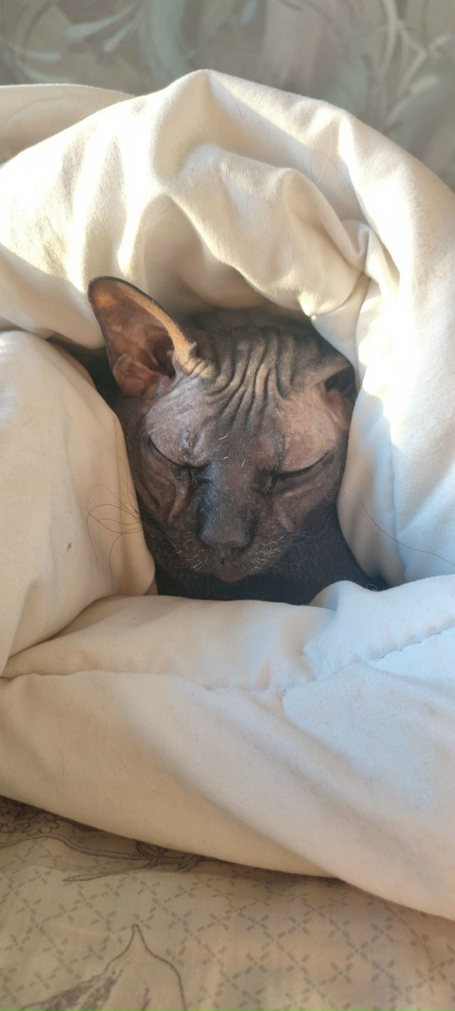 Булочка по имени Бастет