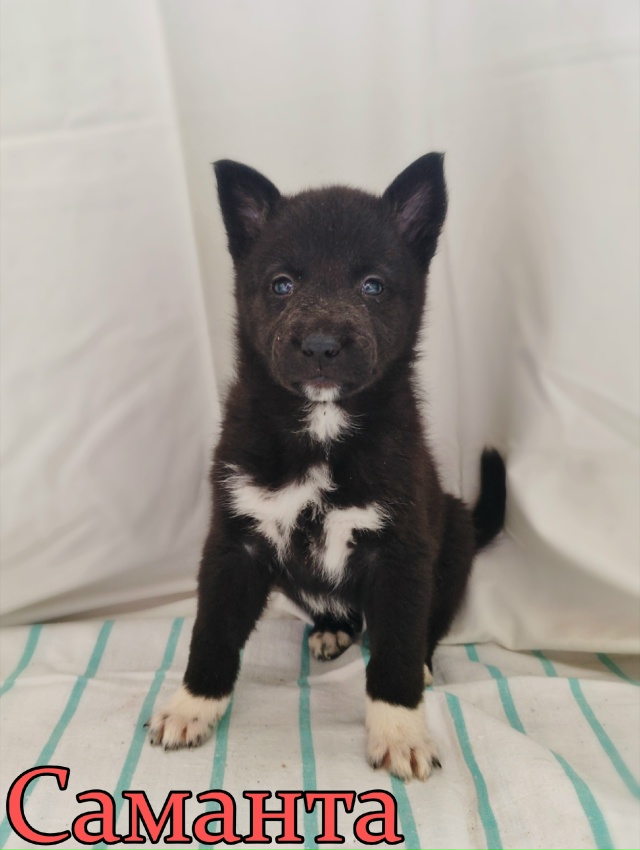 🌟 Девочки-красавицы ищут свой долгожданный дом! 🌟
На...