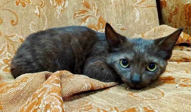 Коты в добрые руки
89308413854