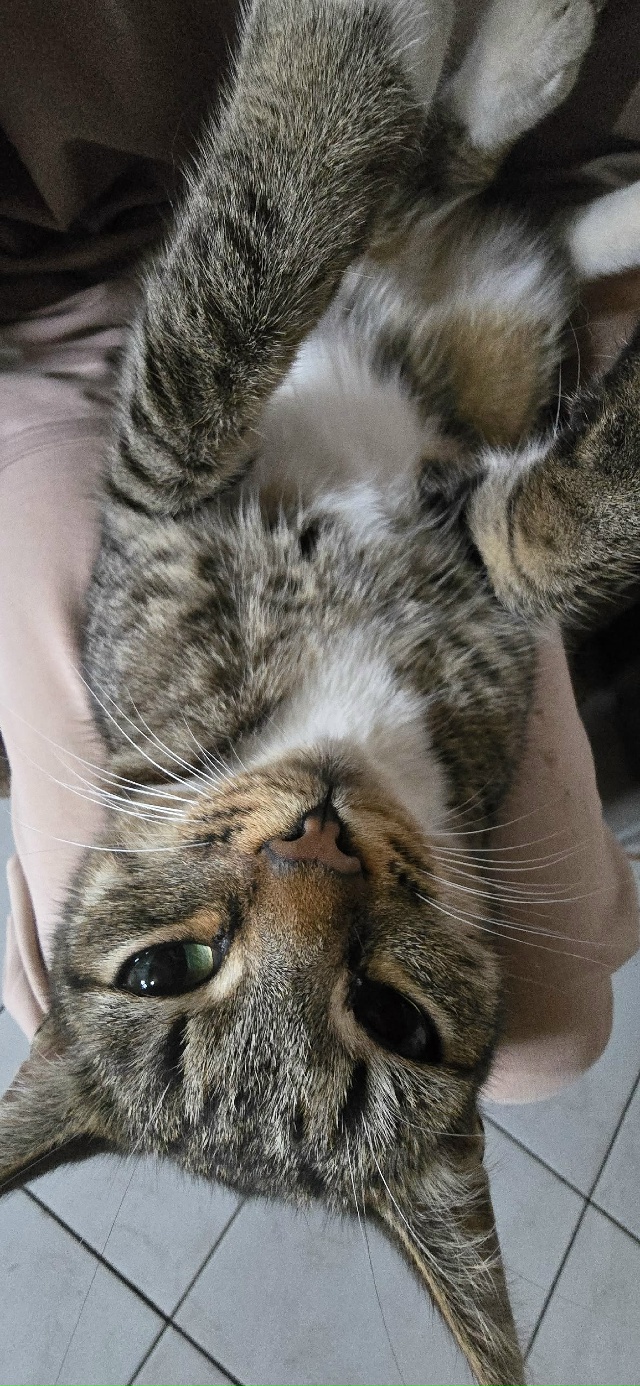 анон. доброго времени суток, 8го октября потерялся коти...