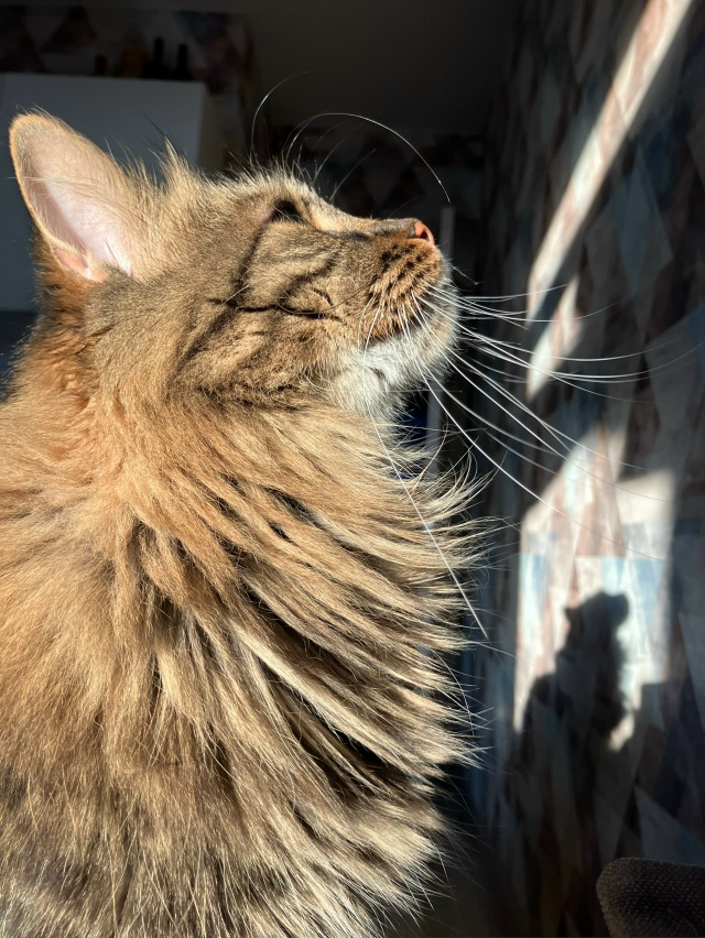 Если вы скучали по Нео и Зевсу, то вот, мужики научились...