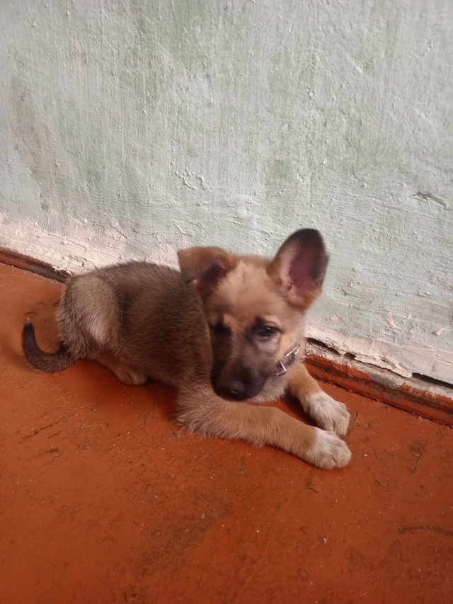 Отдаю в добрые руки. Девочка. Родилась в мае. Папа немец...