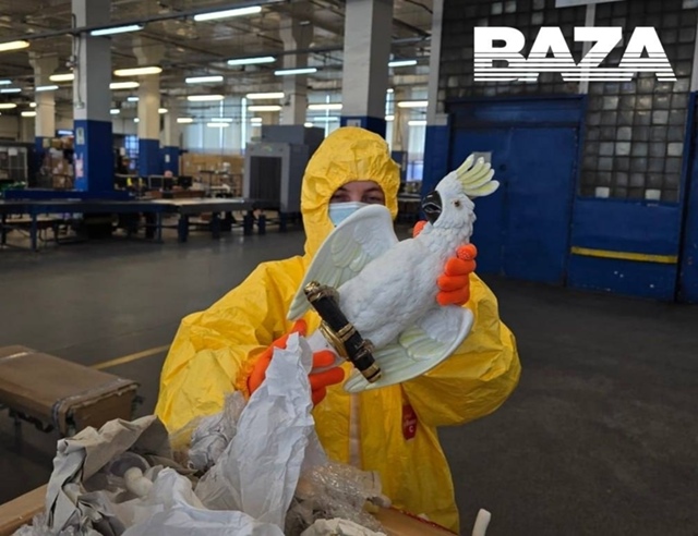 В Москве на таможне задержали радиоактивного попугая.
...