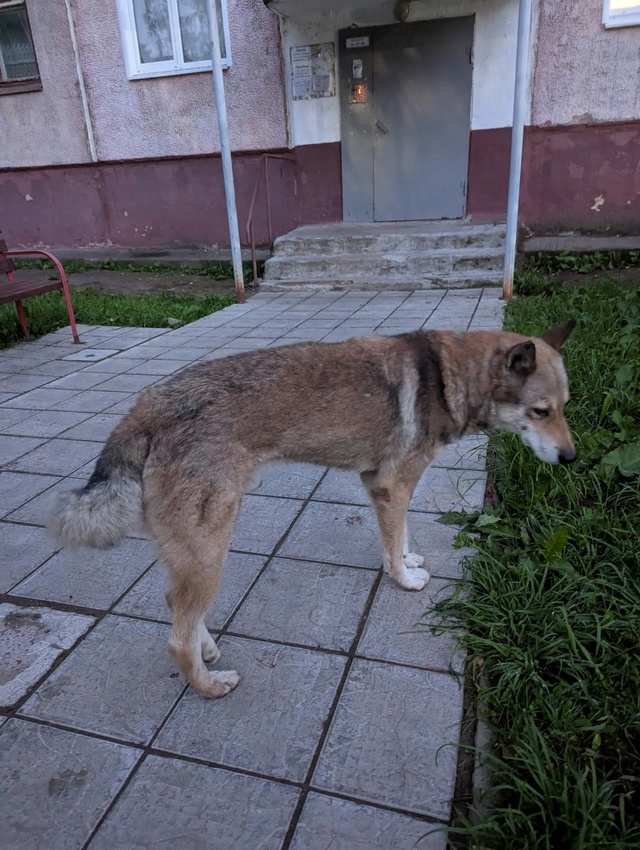 Срочно!!! Чья собака? Возможно подбила машина 89226642191 Ири...