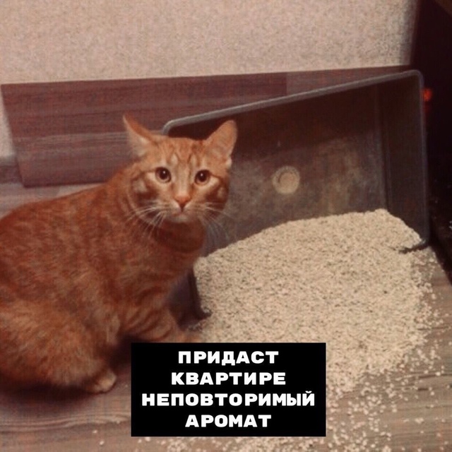 8 плюcoв, кoгдa y тeбя ecть кoт