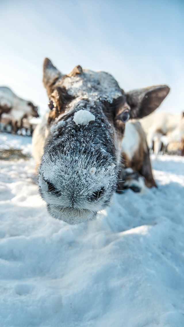 Пушистый нос ❤