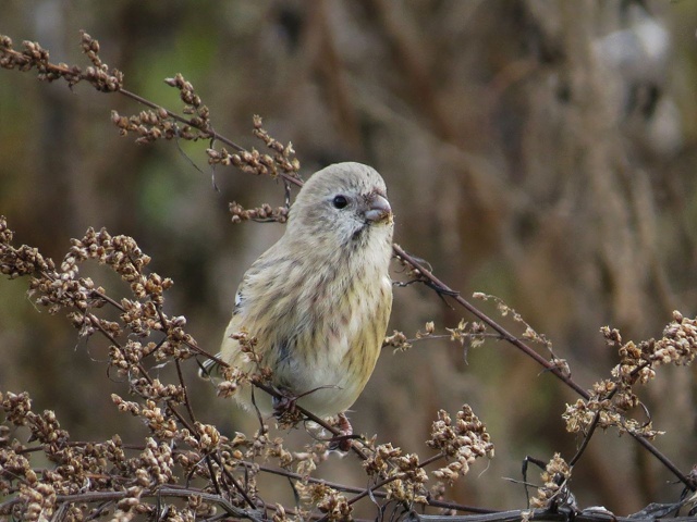 😍В Башкирии заметили редких длиннохвостых снегирей
?...