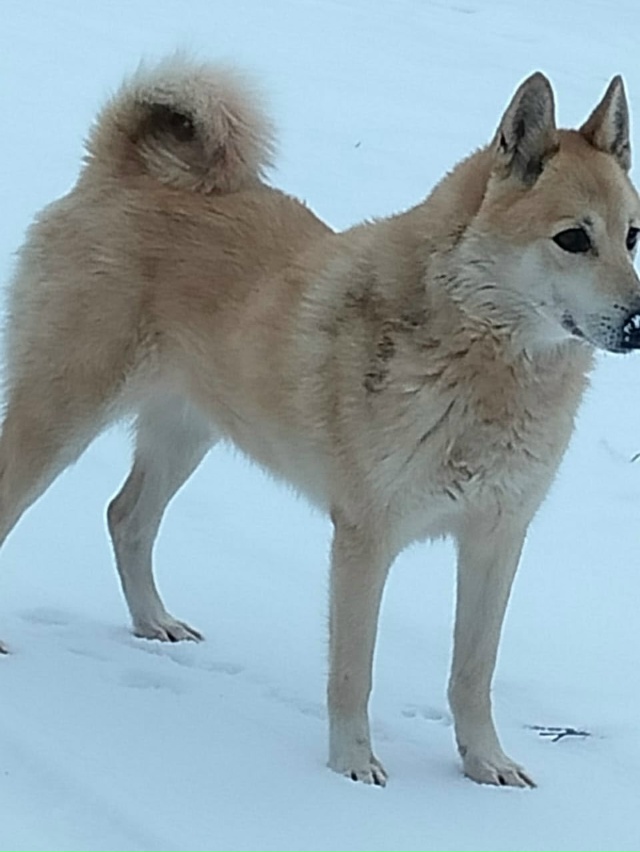 В деревне Карельская Масельга бегает собачка, жители е...