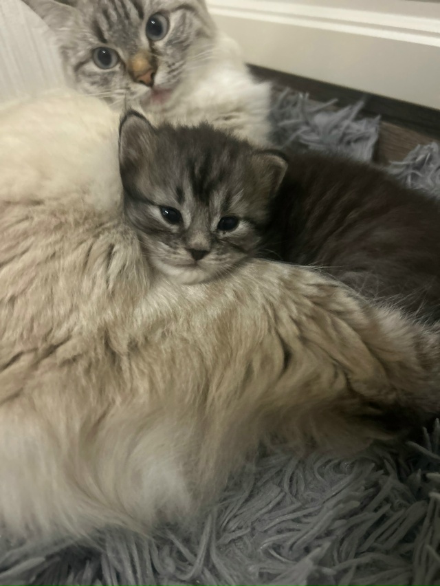 Отдадим котенка в добрые руки!
8921-55-44-366