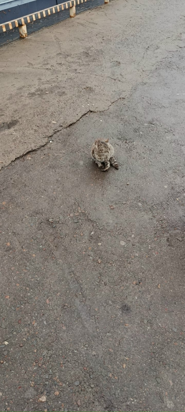 Возле пятёрочки в центре котёнок со сломанной лапкой х...