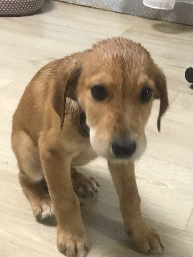 Найден щенок (кобель) с ошейником,в Октябке (Боровая ул....