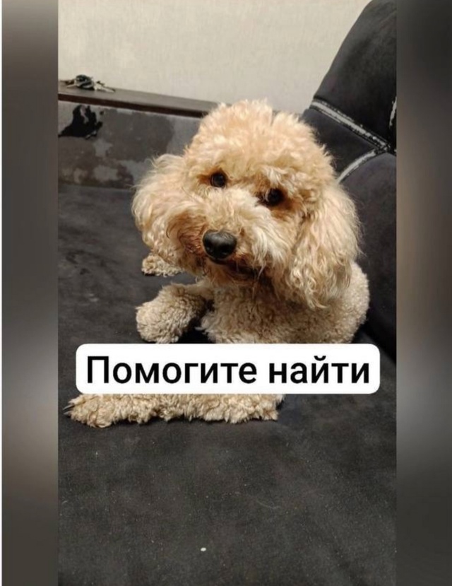 Недавно в нашем городе хозяева искали свою собаку, кот?...