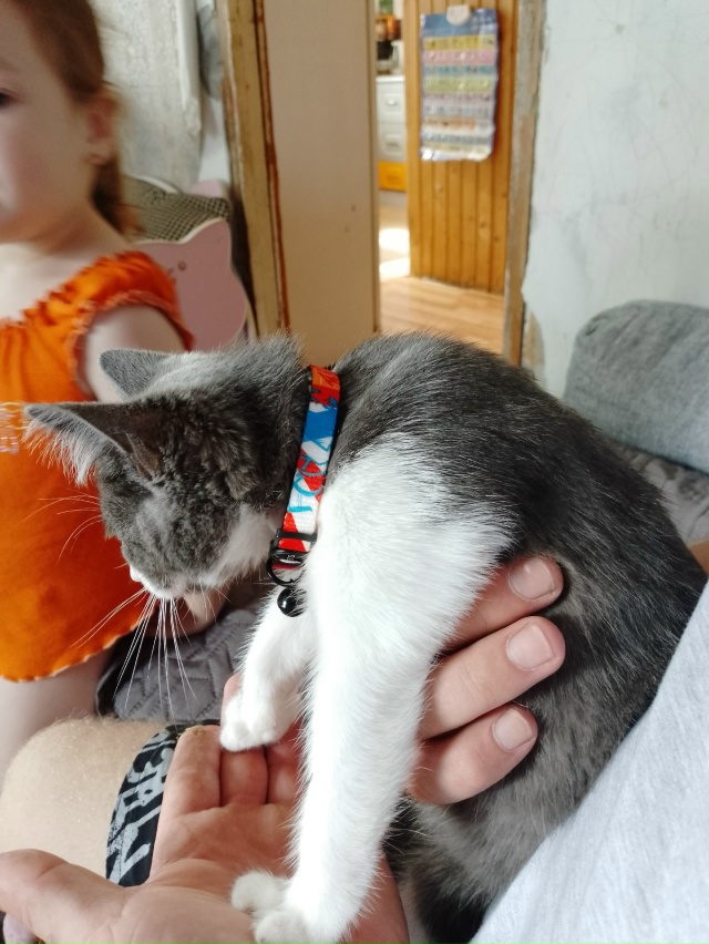 Потерялся котенок в д Нестерово д 32. Если кто либо виде...
