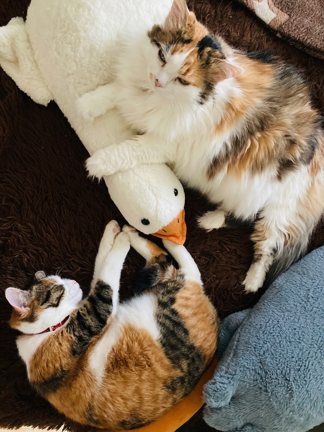 Сонечка почти 14 лет ♥️
Сильвия 1 год 3 месяца 💓
Два оч...