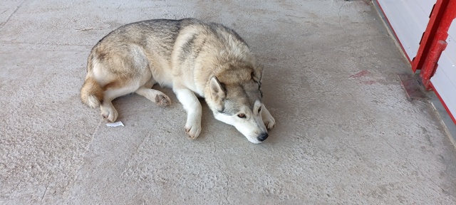 Заозёрное, чей пёс? Находится около магазина 