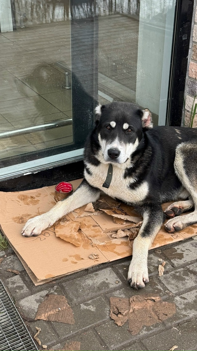 Хозяин отзовись!
П. Колюбакино!
Бегает две недели, кто-?...