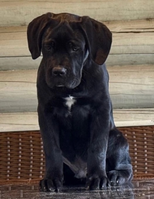 ?Продаются щенки кане корсо – элитные крови, идеальн?...