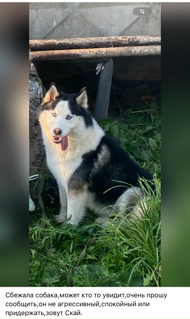 Кто увидит,позвоните пожалуйста,8-952-218-68-27
О