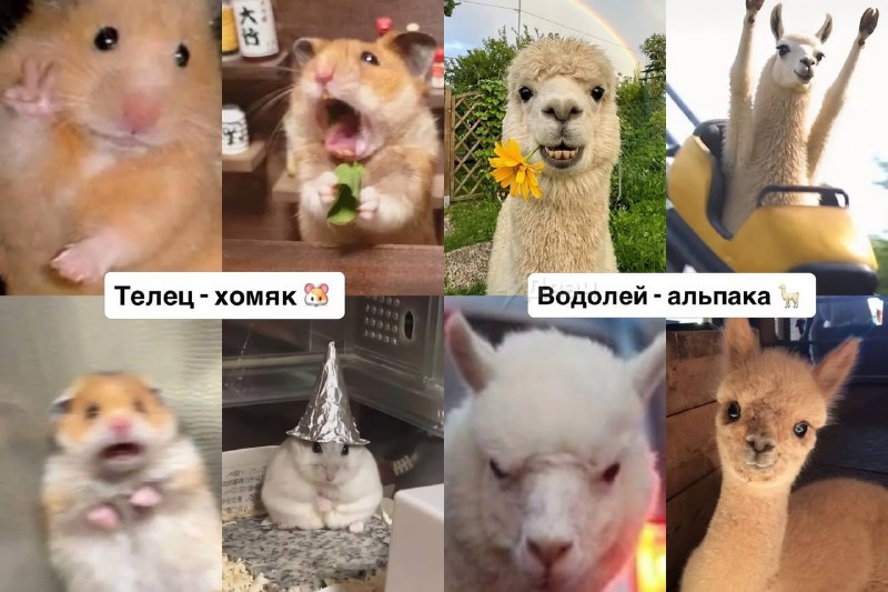 Российский астролог подобрал каждому знаку зодиака своё тотемное животное
Ищем себя, скидываем друз