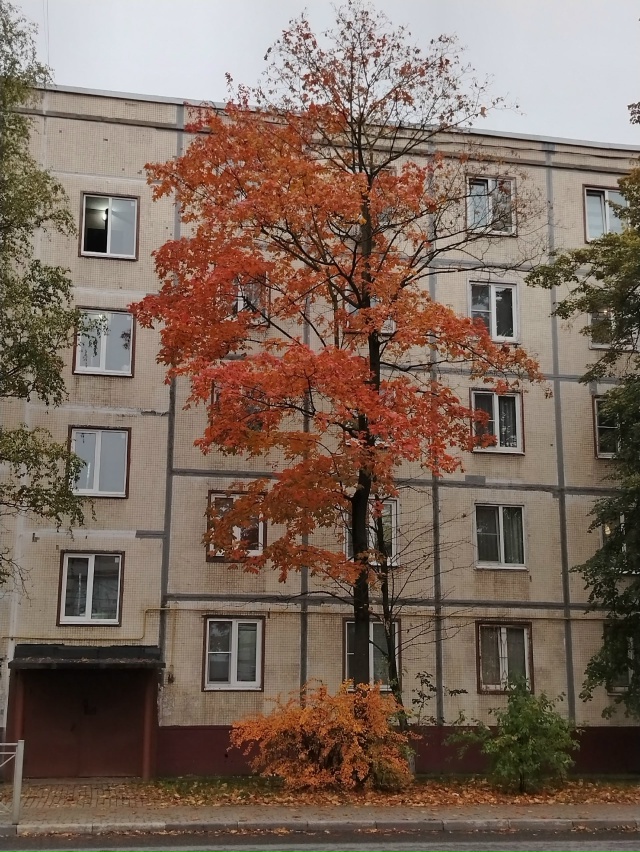 Утренняя красота 🍁