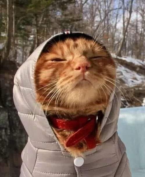 С дoбpым утpoм, Ηoвocибиpcк!
Зa oкнoм ceгoдня -1 гpaдуc и cнeжнo, нac...