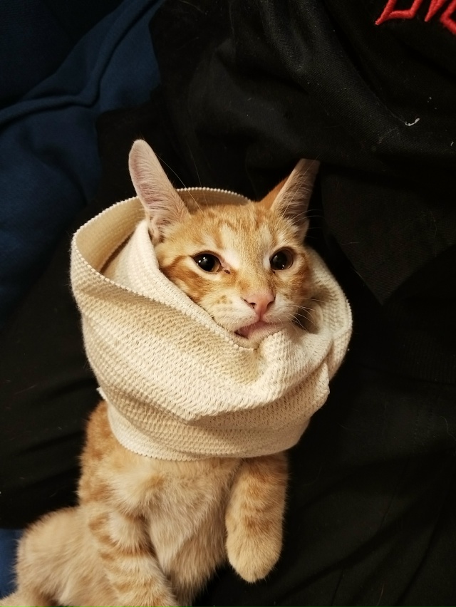 Вечером 9.11 в районе 1ой школы(ул. Трубниковская, 1ая, 2ая ...