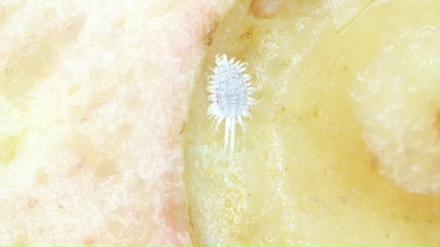 В ноябре в Красноярск завезли более 97,5 тонн зараженных...