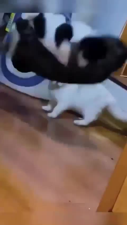 Бои без правил