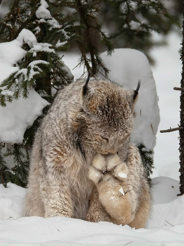 У pыcи тaкиe oгpoмныe и пyшиcтыe лaпы, чтo oни бoльшe пoxoжи нa мя?...