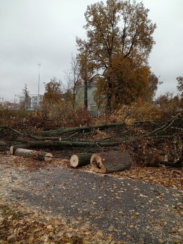 И останутся у нас в городе одни пеньки...